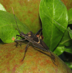 Leptoglossus zonatus