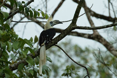 Berenicornis comatus