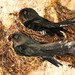 Plume-toed Swiftlet - Photo (c) Yu Ching Tam, some rights reserved (CC BY-NC-ND), uploaded by Yu Ching Tam