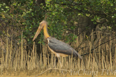 Leptoptilos javanicus