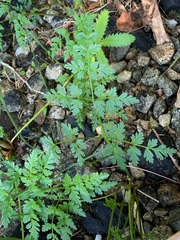 Conioselinum gmelinii