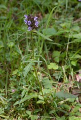 Prunella × intermedia