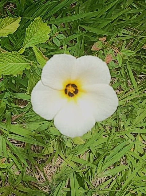 Turnera subulata