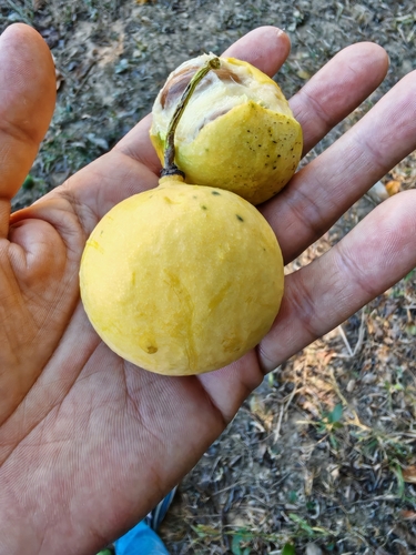 Image of Garcinia macrophylla by no rights reserved