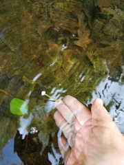 Eriocaulon aquaticum
