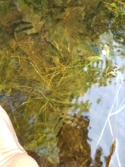 Eriocaulon aquaticum