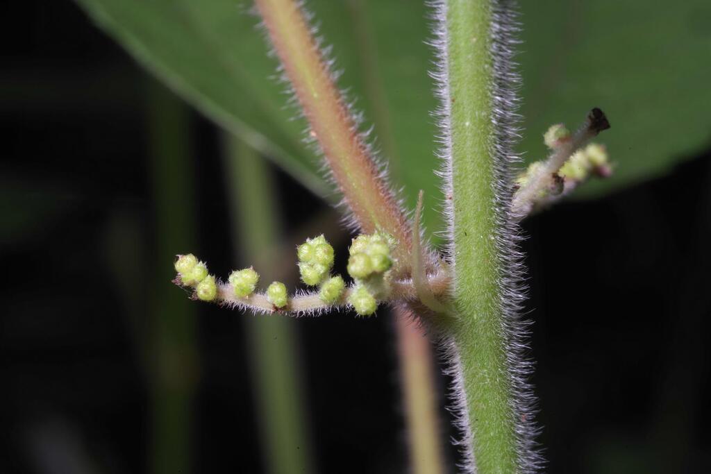 Parietarieae
