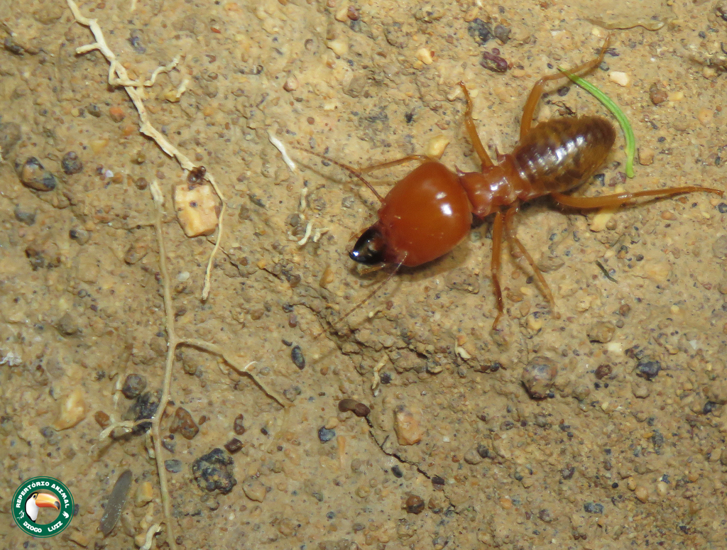 Syntermes grandis