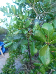 Triacanthagyna trifida