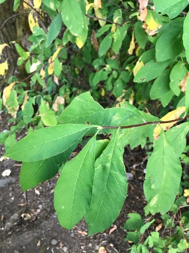 Oso berry foliage