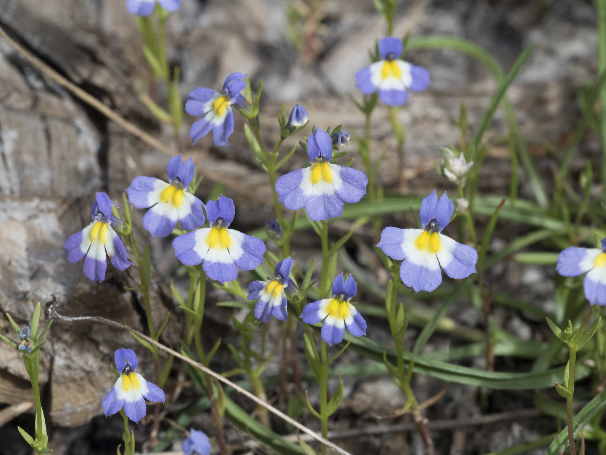Porterella carnosula