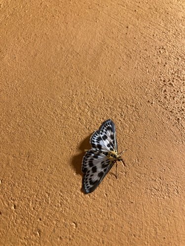 Anania hortulata