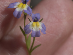 Downingia cuspidata