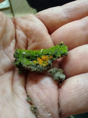 Ramsbottomia crechqueraultii