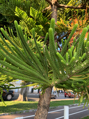 Araucaria