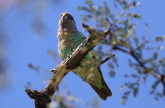 Poicephalus meyeri transvaalensis