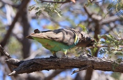Poicephalus meyeri transvaalensis