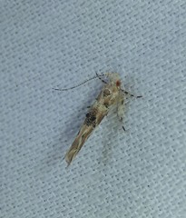 Pyroderces