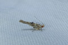 Pyroderces