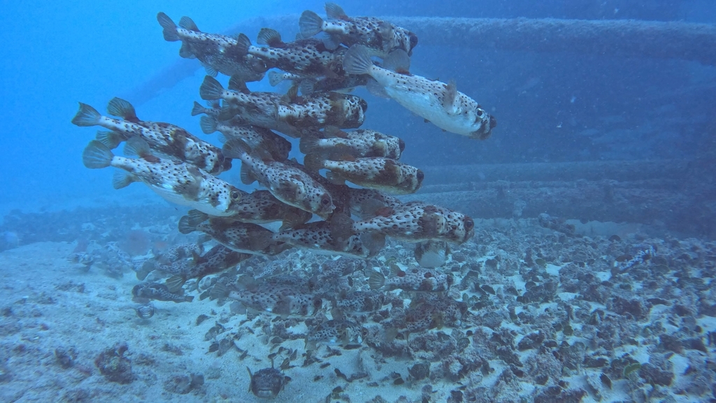 Balloonfish