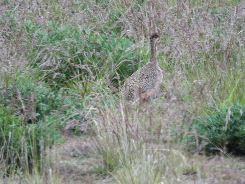 Ornate Tinamou (Nothoprocta ornata), photo 6
