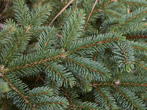 Picea koyamae iNat (2)