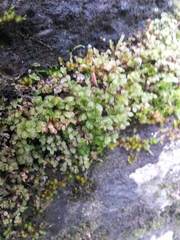 Rhizomnium punctatum image
