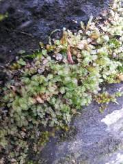 Rhizomnium punctatum image
