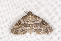 Melanomma auricinctaria