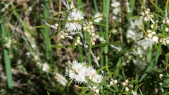 Hypocalymma angustifolium