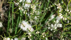 Hypocalymma angustifolium
