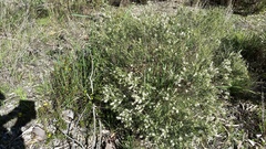 Hypocalymma angustifolium