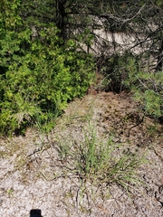 Sporobolus rigidus magnus