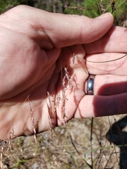 Sporobolus rigidus magnus