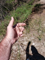 Sporobolus rigidus magnus