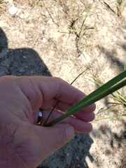 Sporobolus rigidus magnus