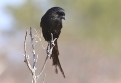 Lanius melanoleucus melanoleucus