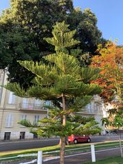 Araucaria