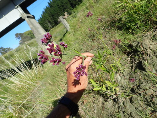 Image of Verbena incompta by (c) Arnim Littek, some rights reserved (CC BY)