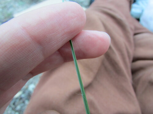 Image of Schizachyrium cirratum by (c) Carlos Martorell, some rights reserved (CC BY)