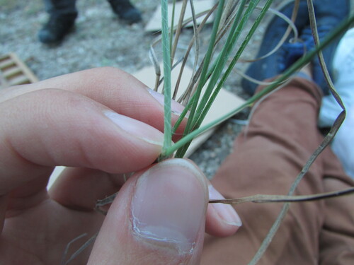 Image of Schizachyrium cirratum by (c) Carlos Martorell, some rights reserved (CC BY)