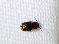 Mycetophagus serrulatus