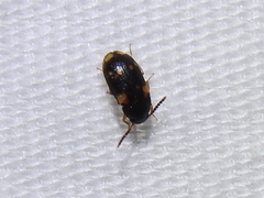 Mycetophagus serrulatus