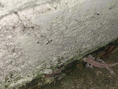 Hemidactylus turcicus