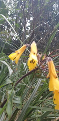 Bomarea lutea