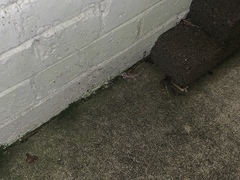 Hemidactylus turcicus