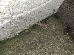 Hemidactylus turcicus