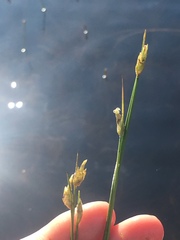 Schoenoplectus subterminalis