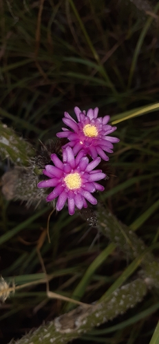 Arrojadoa penicillata, photograph 3