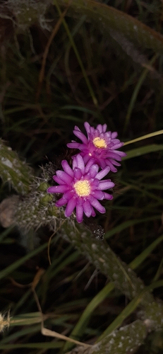 Arrojadoa penicillata, photograph 4